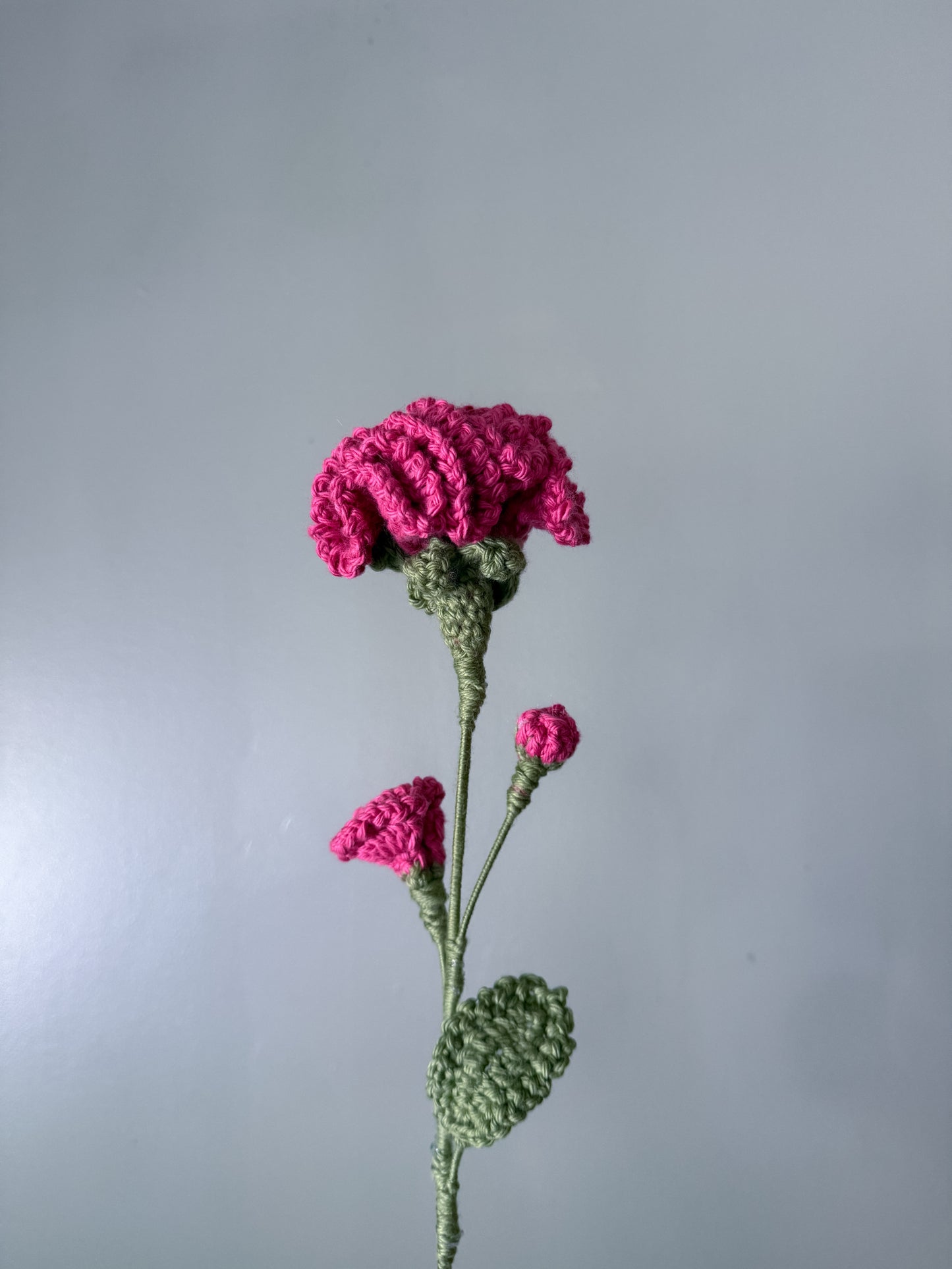 Carnation (January)