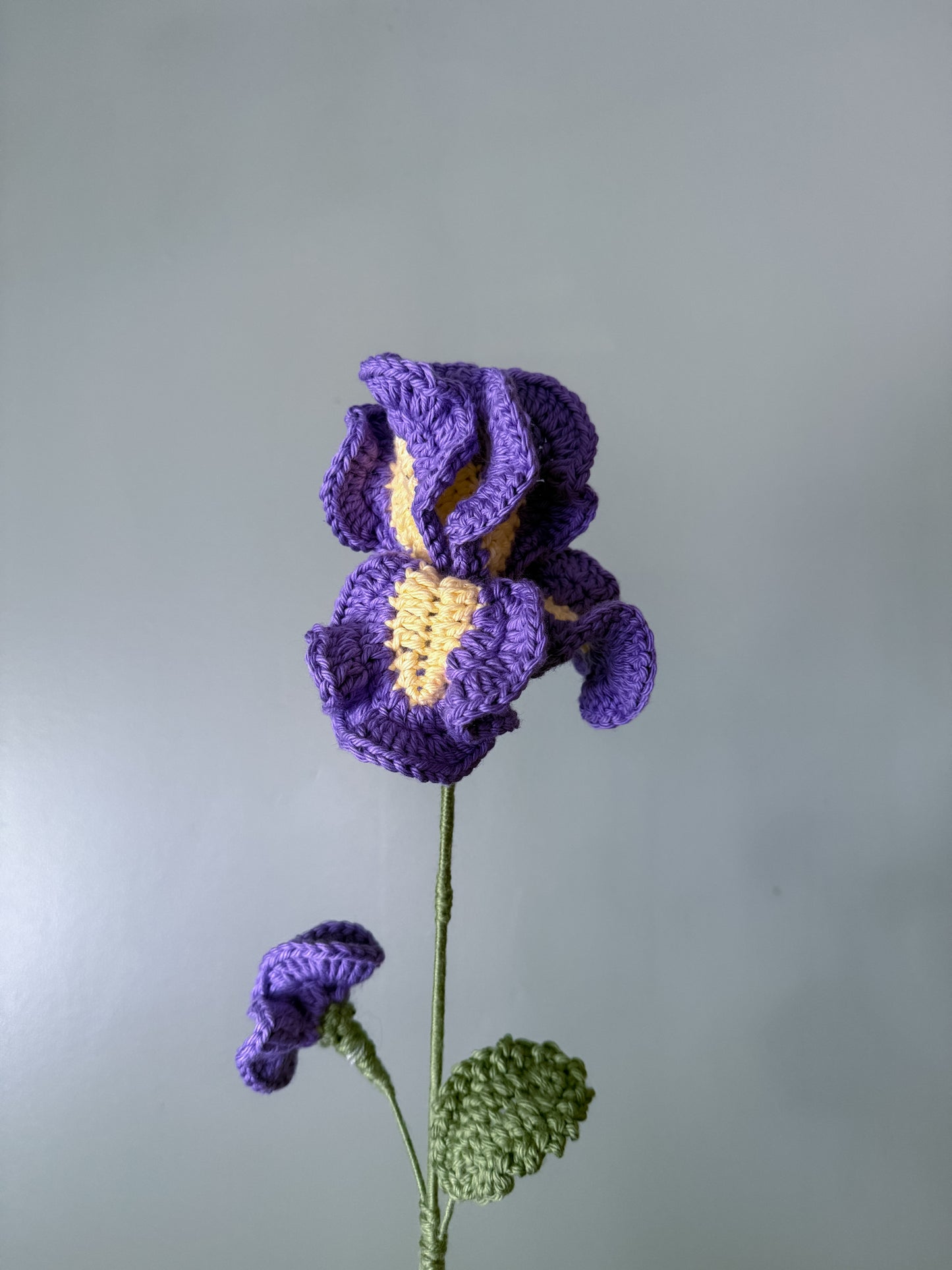 Iris (February)