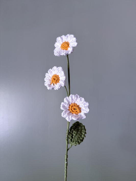 Daisy (April)
