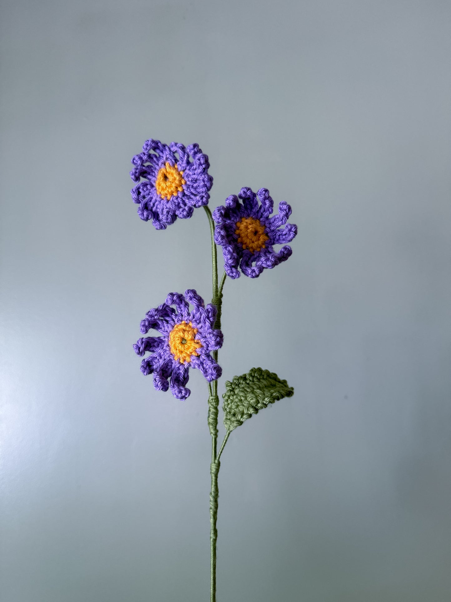 Aster (September)