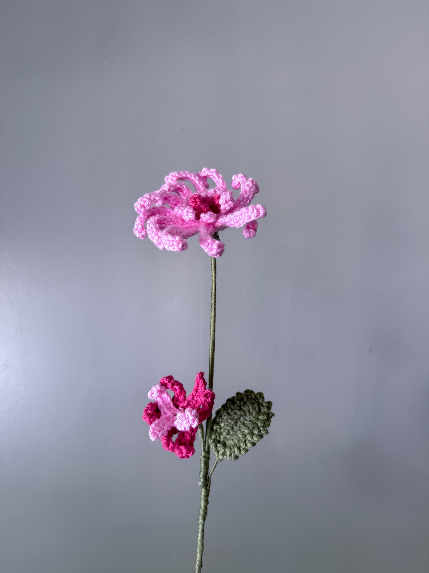 Chrysanthemum (November)