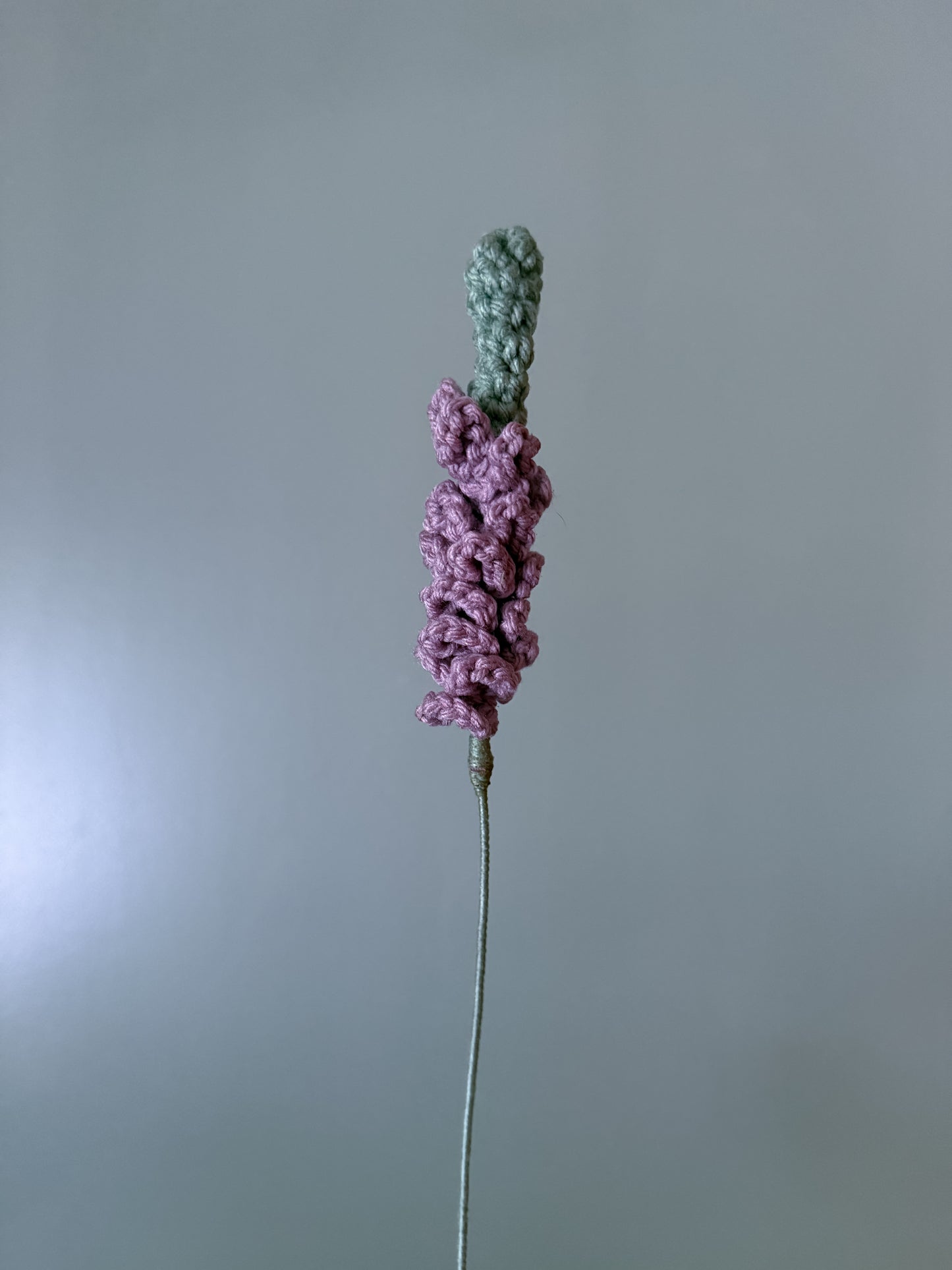 Vervain