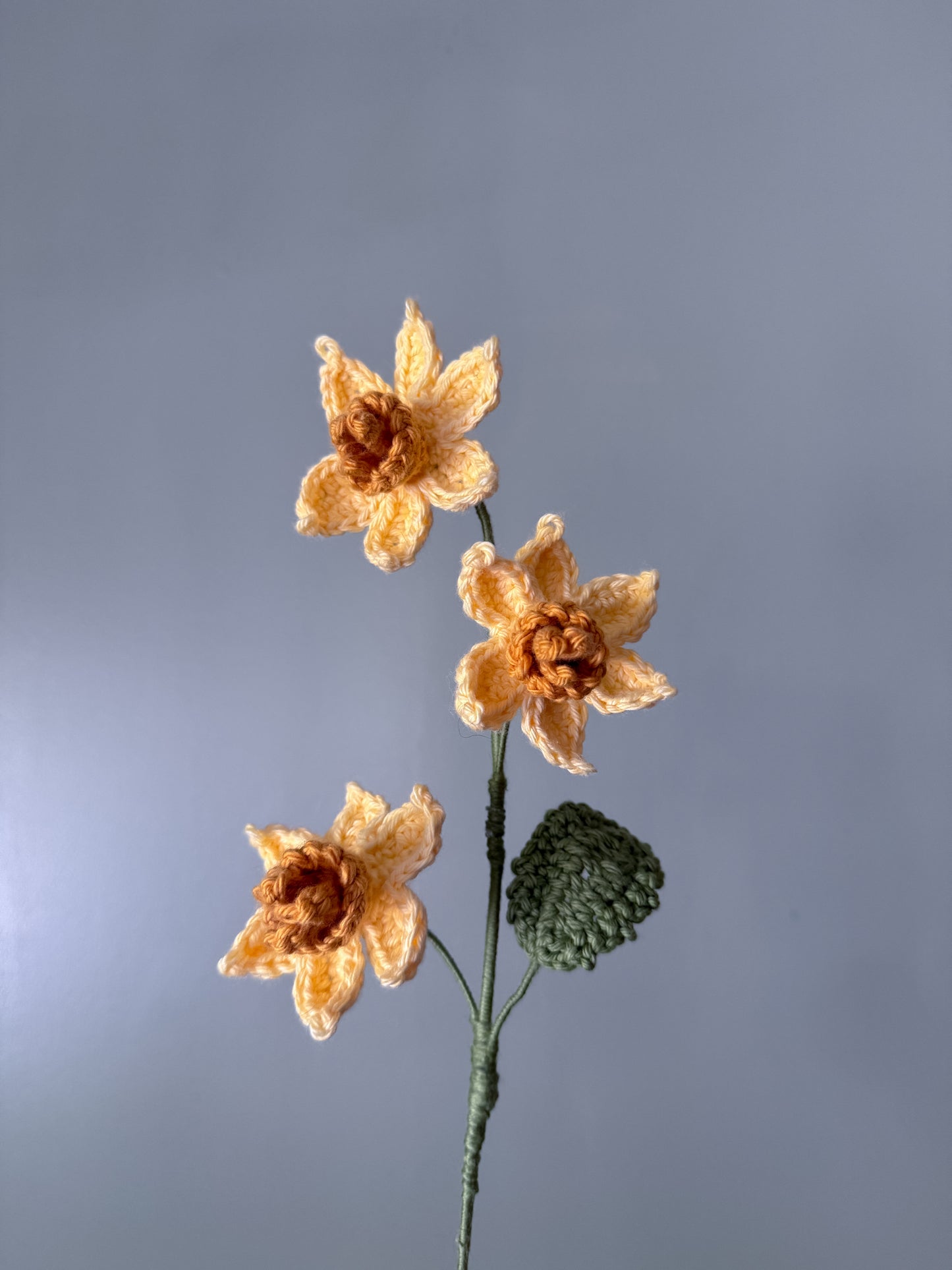 Daffodil (March)